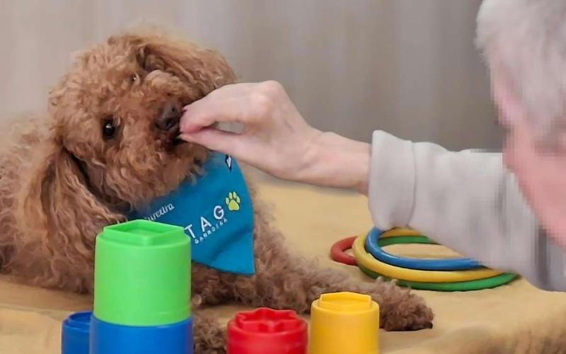 Les sessions es realitzen un cop a la setmana, identificant necessitats i objectius terapèutics. Les sessions es realitzen un cop a la setmana, identificant necessitats i objectius terapèutics.